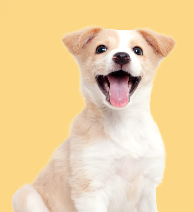 Example Dog Toy Product
