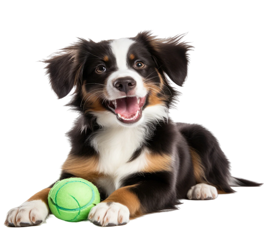Example Dog Toy Product